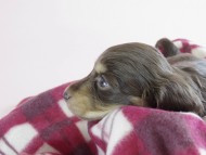 カニヘン 子犬 チョコクリ 女の子 カニヘン 子犬 チョコクリ 女の子