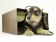 カニヘンダックス　子犬　ブラッククリーム　女の子