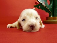 カニヘンダックス　仔犬　ピュアクリーム女の子