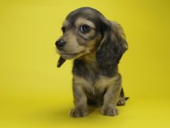 カニンヘン ダックスフンド 子犬 シェーデットクリーム 女の子