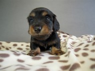 カニヘン　子犬　ブラタン男の子