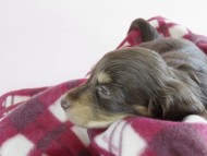 カニヘン　子犬　チョコクリ　女の子