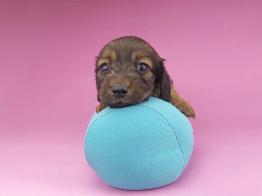 カニンヘンダックスフンド スワン & ジムダンディの子犬 レッド 男の子153 カニンヘンダックスフンド スワン & ジムダンディの子犬 レッド 男の子