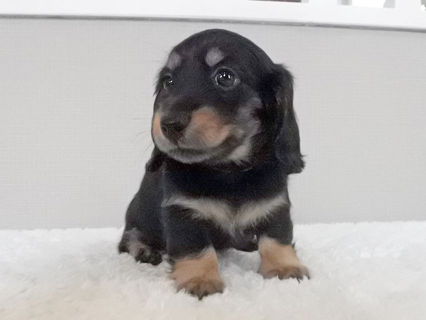 カニンヘンダックスフンド ナンシーcs & ナイトの子犬 ブラタン 女の子(2)153 カニンヘンダックスフンド ナンシーcs & ナイトの子犬 ブラタン 女の子(2)