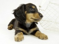 カニンヘンダックス　子犬　ブラックタン男の子