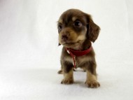 カニヘン　仔犬　チョコクリーム女の子