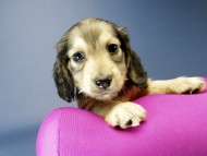 カニンヘン ダックスフンド 子犬 シェーデットクリーム 女の子