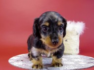 カニヘンダックス 子犬 シルバータンダップル男の子 カニヘンダックス 子犬 シルバータンダップル男の子