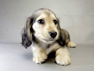 カニンヘン ダックスフンド 子犬 シェーデットクリーム 女の子 カニンヘン ダックスフンド 子犬 シェーデットクリーム 女の子