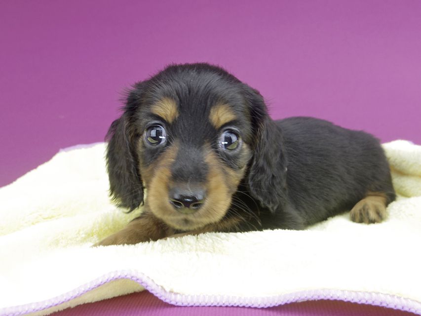 カニンヘンダックスフンド スワン & ジムダンディの子犬 ブラタン 男の子（1）