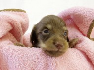 カニンヘン ダックスフンド　チョコクリーム女の子