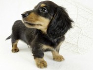 カニンヘンダックス　子犬　ブラックタン男の子