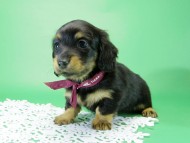 カニンヘンダックス　子犬　ブラックタン女の子