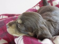 カニヘン 子犬 チョコクリ 女の子 カニヘン 子犬 チョコクリ 女の子