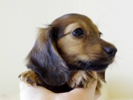 カニヘンダックス シェーデットレット 女の子 カニヘンダックス シェーデットレット 女の子