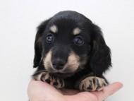 さぶれ4 さぶれ4