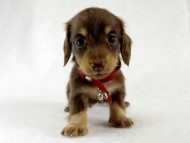 カニヘン　仔犬　チョコクリーム女の子