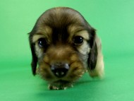 カニヘンダックス　子犬　シェーデットクリーム男の子