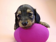 カニンヘン ダックスフンド 子犬 シェーデットクリーム 女の子