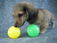 カニヘン　子犬　シェーデットクリーム女の子　石川県・Ｎ様