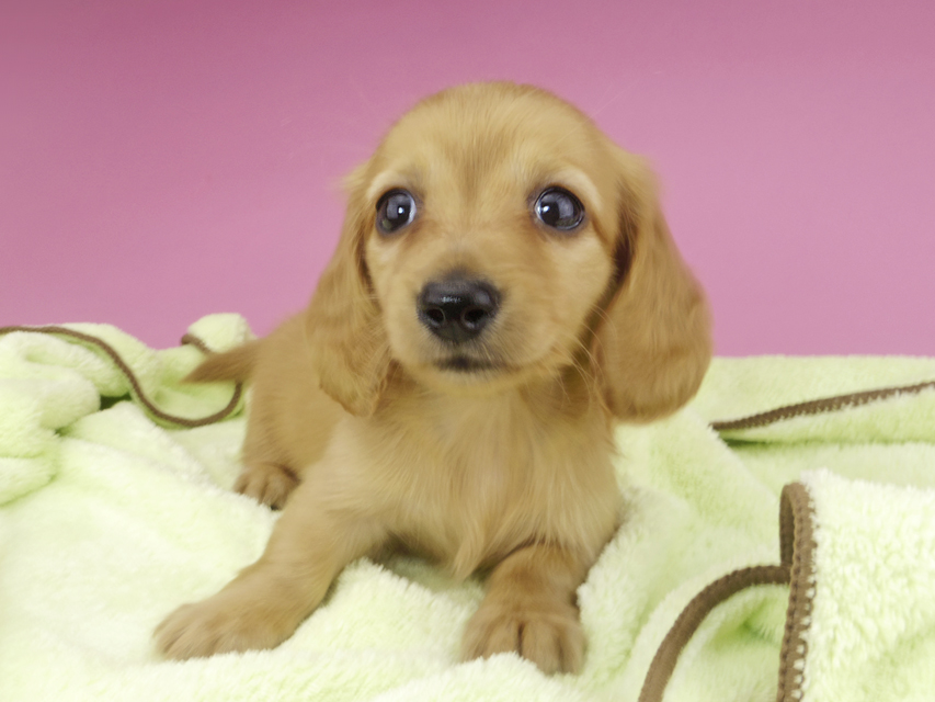 カニンヘンダックスフンド リコ & 竹千代の子犬 イエロー（クリーム） 女の子