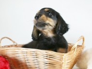 カニヘン　子犬　ブラックタン男の子