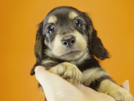 ミニチュワダックス　ブラクリ女の子