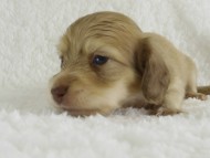 カニンヘン　子犬　シェーデットクリーム男の子