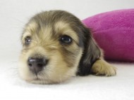 カニヘンダックス　子犬　シェーデットクリーム女の子