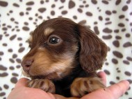 カニヘン　子犬　チョコクリ女の子　愛知県・Ｏ様