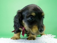 カニンヘンダックス　子犬　ブラックタン女の子