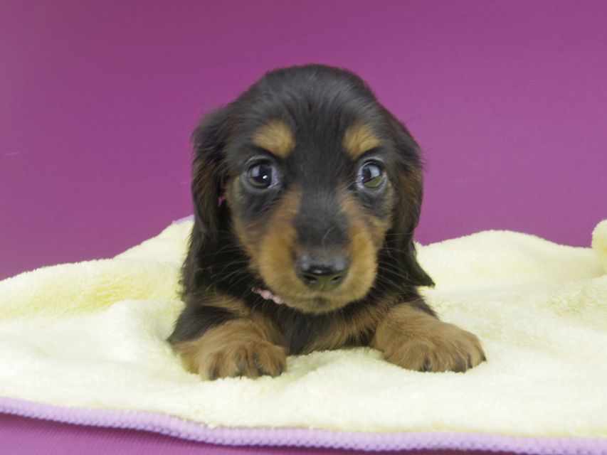 カニンヘンダックスフンド スワン & ジムダンディの子犬 ブラタン 男の子（1）