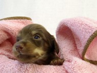 カニンヘン ダックスフンド　チョコクリーム女の子