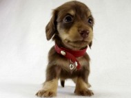 カニヘン　仔犬　チョコクリーム女の子