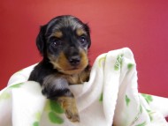 カニンヘンダックス 仔犬 シルバータンダップル男の子 カニンヘンダックス 仔犬 シルバータンダップル男の子