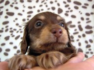 カニヘン　子犬　チョコクリ女の子　愛知県・Ｏ様