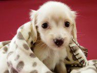 カニンヘン ダックスフンド ピュアクリーム女の子 カニンヘン ダックスフンド ピュアクリーム女の子