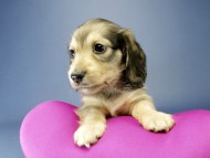 カニンヘン ダックスフンド 子犬 シェーデットクリーム 女の子