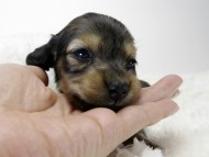 カニンヘン ダックスフンド 子犬 シェーデットクリーム 女の子