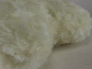 カニヘン　子犬　ブラクリ男の子