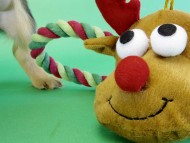 カニンヘンダックス　子犬　シェーデットクリーム女の子