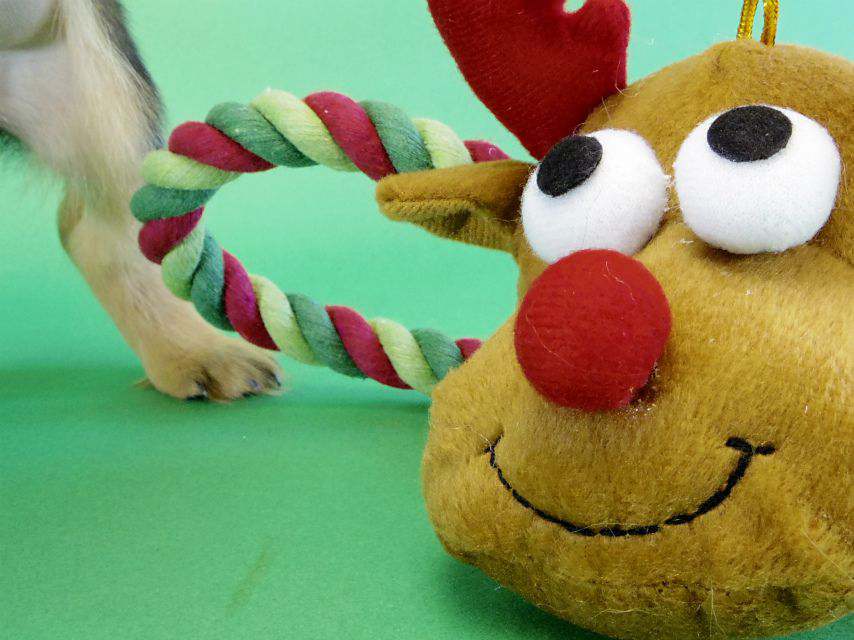 カニンヘンダックス 子犬 シェーデットクリーム女の子 カニンヘンダックス 子犬 シェーデットクリーム女の子