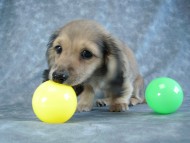カニヘン　子犬　シェーデットクリーム女の子　石川県・Ｎ様