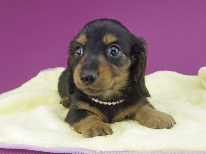 カニンヘンダックスフンド スワン & ジムダンディの子犬 ブラタン 男の子（1）