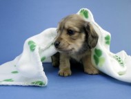 カニンヘン ダックスフンド 子犬 シェーデットクリーム 男の子