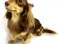 ハッピーベル カニヘン 2.8kg チョコレートクリーム ハッピーベル カニヘン 2.8kg チョコレートクリーム