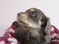 カニヘン　子犬　チョコクリ　女の子