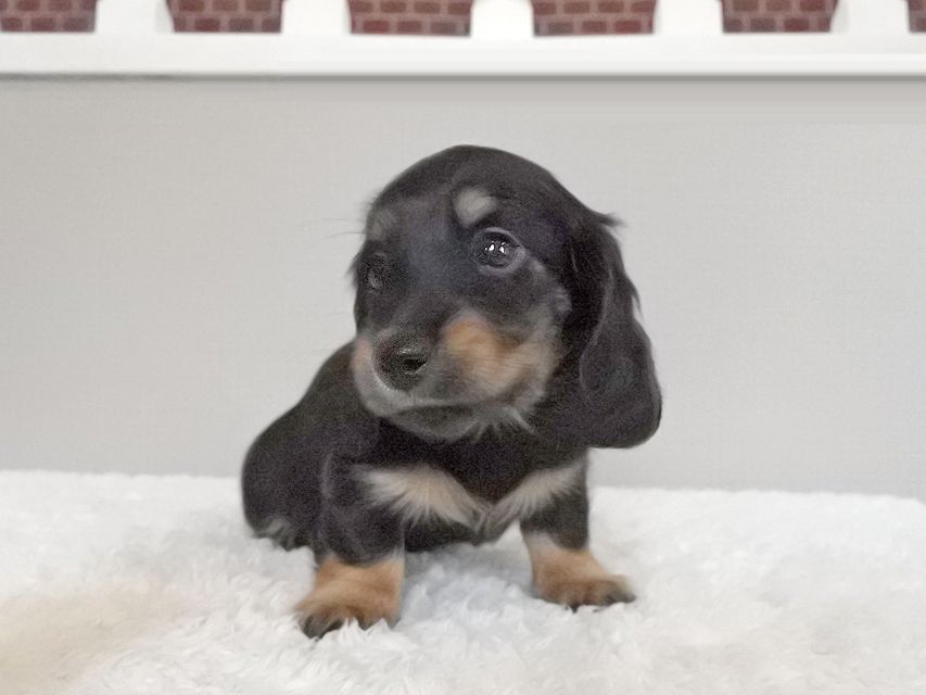 カニンヘンダックスフンド ナンシーcs & ナイトの子犬 ブラタン 女の子（3）