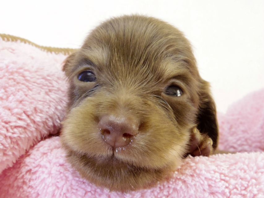 カニンヘン ダックスフンド　チョコクリーム女の子