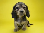 カニンヘン ダックスフンド 子犬 シェーデットクリーム 女の子